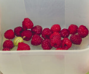 Rodzinny piknik – o tym jak Zosia polubiła maliny